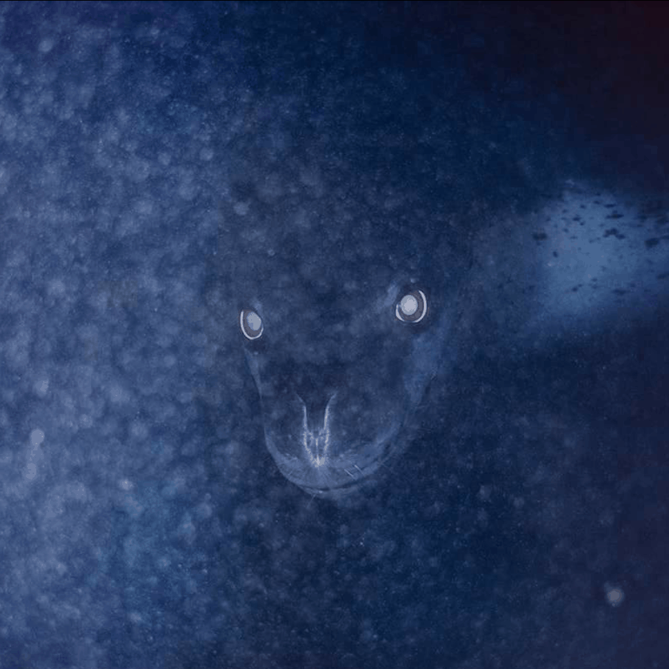 leopard seal ice