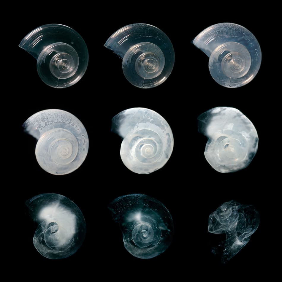 ocean acidification shell
