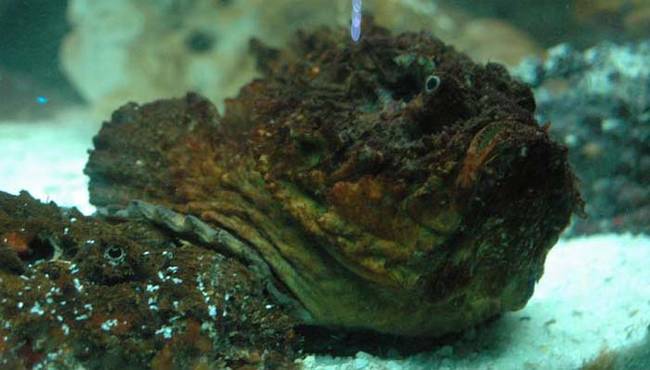 The stonefish is hands down the most venomous fish on the planet. That alone should make you fear them...that is if you can see them. Stonefish blend into their surroundings, and they're lightning fast. It's easy to step on one by mistake. Their venom could cost you a limb or quite possibly kill you.