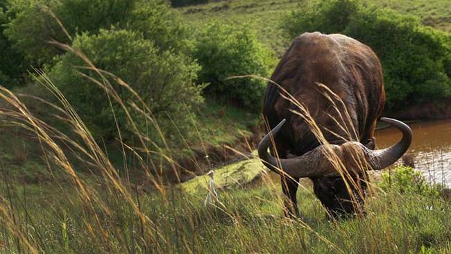 Cape Buffalo. These buffalo might not look dangerous at first, but they are pretty aggressive. They've been known to charge at people for no reason at all. Just look at those horns. Imagine the damage they could do coming towards you at 40 MPH with 2,000 pounds of buffalo behind them. Not pretty at all.