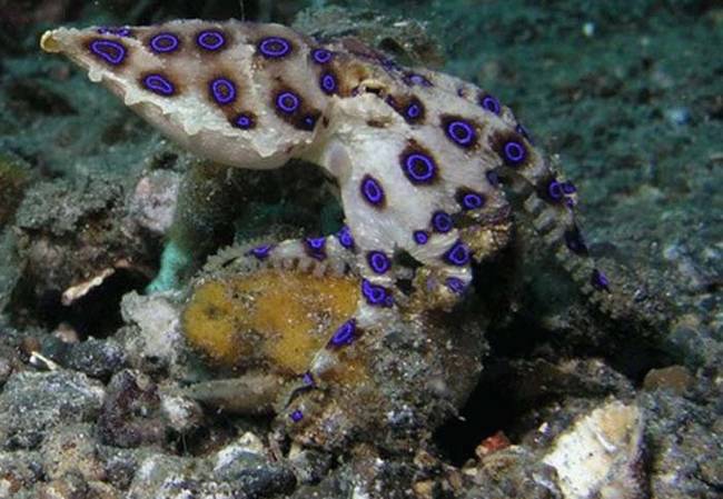 Blue Ringed Octopus. This cute little octopus is the size of a gold ball, and contains enough venom to kill 26 fully grown adults. There is also no antidote to the blue ringed octopus' venom. It's a fast acting venom, too. Which means that it can fully paralyze a person and leave them unable to breath within minutes.