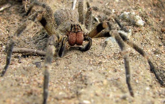 The Brazilian Wandering Spider. Welcome to your new nightmare. The Brazilian wandering spider is the Guinness Book of World Records holder for the most venomous spider in the world. Its bite results in hours of excruciating pain for the victim. A chemical in the spider's venom also causes male victims to get painful, hours-long erections. If all of that wasn't bad enough, the wandering spider gets its name because it likes to wander. It's commonly found all over the place, like inside people's houses, inside cars...you name it.