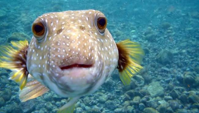 Puffer Fish. Don't let that cute face fool you. They're actually quite deadly. When puffer fish are threatened, they puff out their spines. Each one of the spines contains enough venom to instantly paralyze you. You can also die from eating puffer fish if they are improperly prepared.