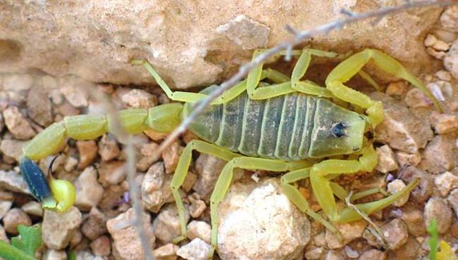 Deathstalker Scorpion. With a name like that, you better believe that this little guy is deadly. In fact, deathstalker scorpions are responsible for almost 34 of all deaths from scorpions every year. Most of their victims are children, because they are more susceptible to the bites than adults.