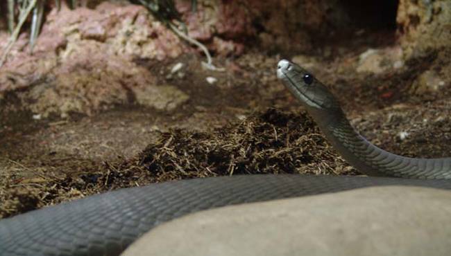 Black Mamba. If you don't like snakes, then you should probably skip this one. The Black Mamba doesn't mess around. Even though it doesn't look scary, the black mamba is incredibly venomous. It also likes to strike without provocation, and it does so at lightning speed. Don't think about trying to run away, because the black mamba likes to chase its victims if they run.