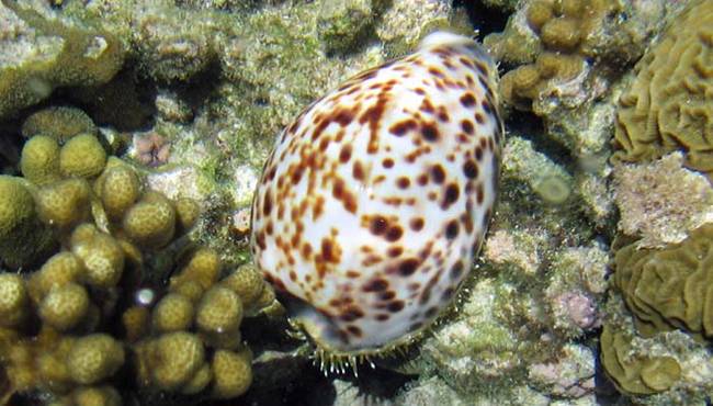 Cone Snail. This small snail looks more or less like any other sea snail. If you make that mistake, you'll almost certainly end up dead. One drop of the cone snail's venom can kill 20 human adults. There is also no cure, so if you're stung, you should quickly make peace with your God.