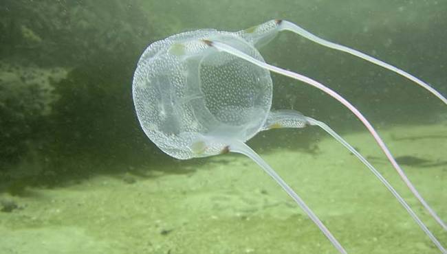 Box Jellyfish. The box jellyfish is the deadliest animal on planet Earth. It might not look like much, but its venom is incredibly powerful. If you have the misfortune to be stung by one, it's unlikely you'll survive. Avoid these jellyfish at all costst If I needed another reason to stay inside forever, I think I just got 10 more. Luckily, most of these deadly creatures can't get me in my apartment. I just never have to go outside again, is all.