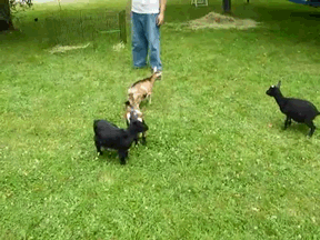 deal with it goat gif