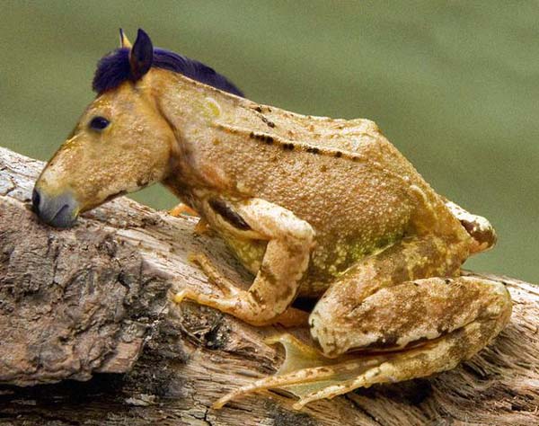 Frog and Horse