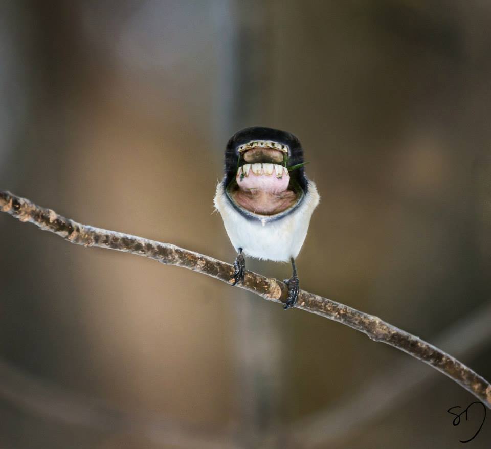 Birds With Big Mouths Instead of Beaks