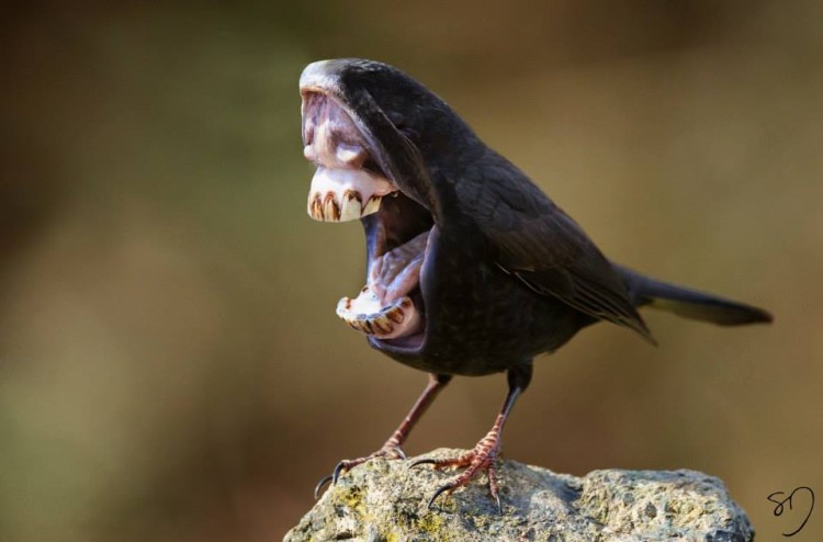 Birds With Big Mouths Instead of Beaks