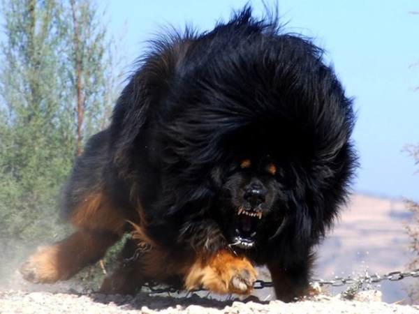 Tibetan NOPE Mastiff, pricetag $1.9 Millions US