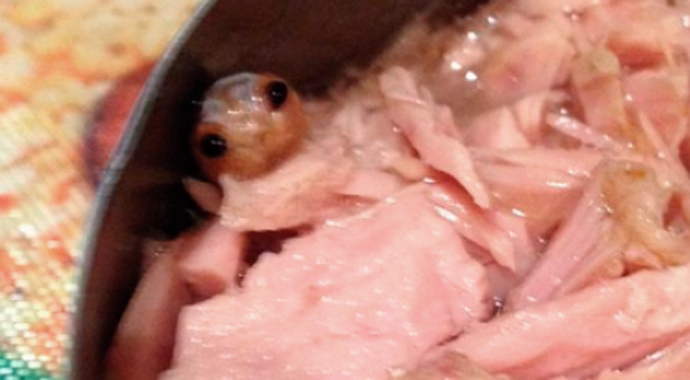 Baby crab found in a can of tuna.