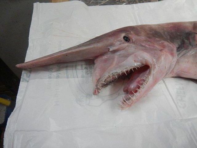 It is a goblin shark that is actually considered to be a living dinosaur.