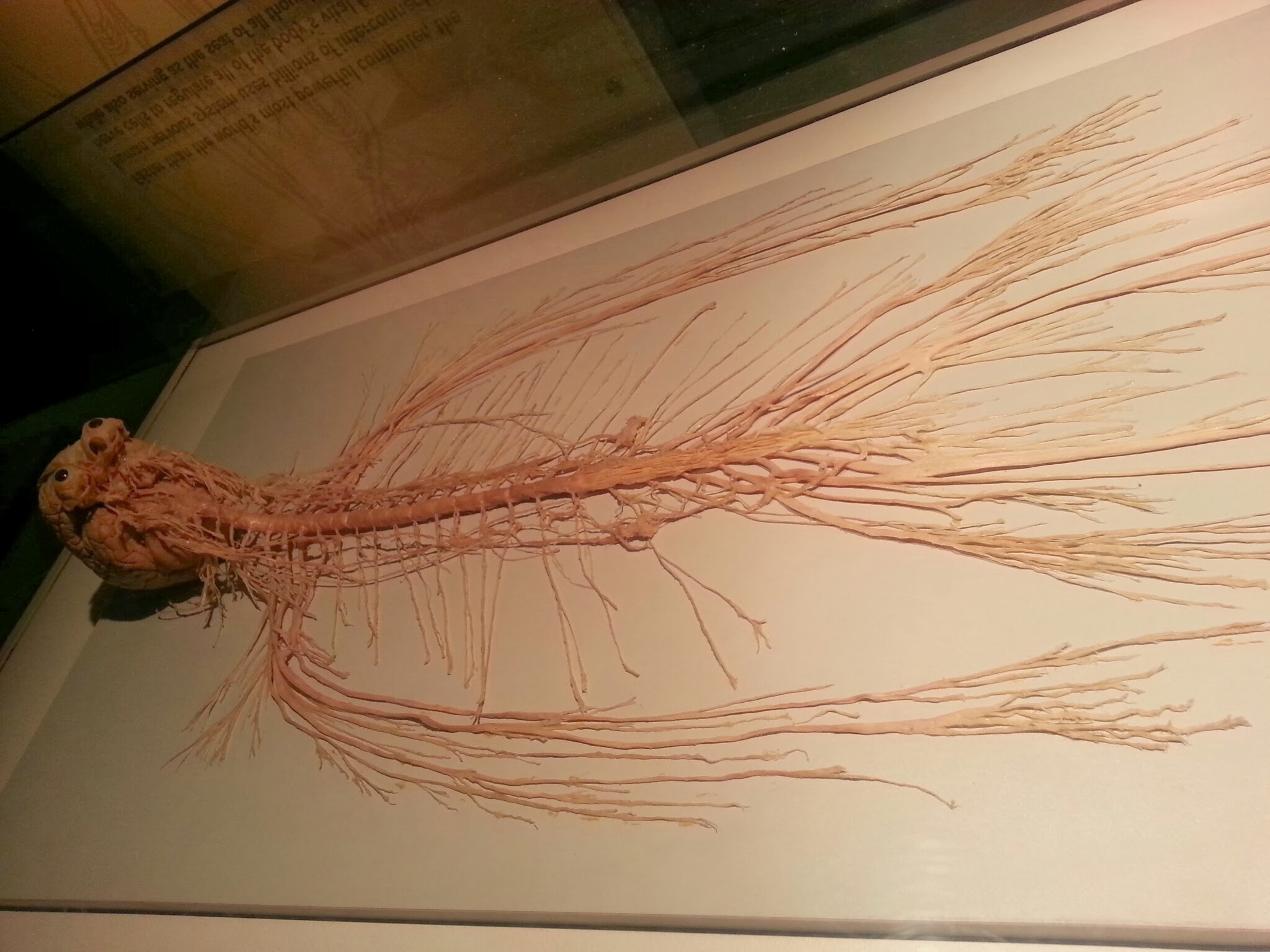Our Nervous System