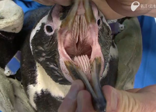 Inside of a penguins mouth