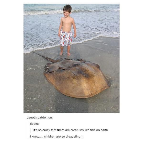biggest horseshoe crab - deepthroatdemon tibets it's so crazy that there are creatures this on earth i know.... children are so disgusting...