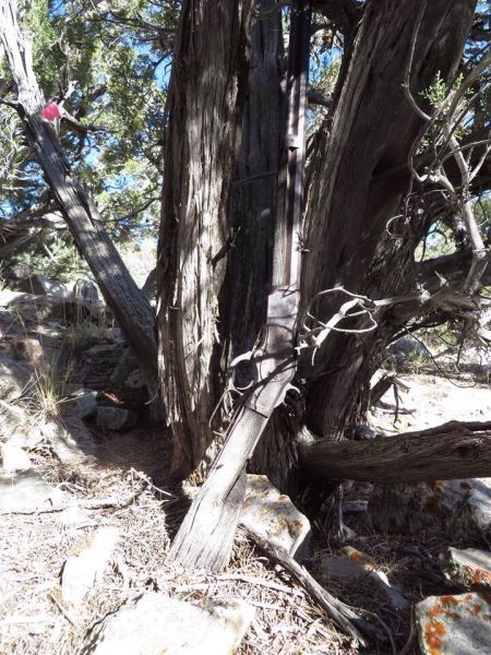 132 year old Winchester rifle found leaning up against a tree in Nevada. How long it’s been there is unknown.