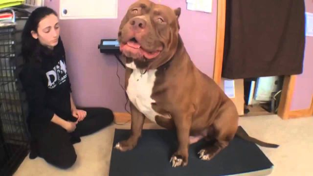 Hulk is believed to be the word’s biggest pitbull.
