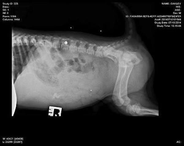 Almost immediately, rescuers put Oakley through a series of tests to determine what was wrong with his lower body. While doing a routine x-ray, they discovered that Oakley wasn’t born disabled. He lost the use of his lower body because he took a bullet to the spine.