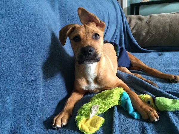 Karcanes took the pup in as a foster, but inevitably ended up adopting him because…well, look at that face.