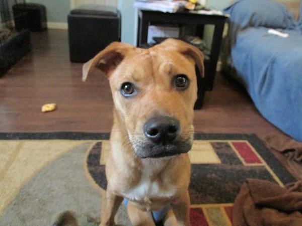 Meet Oakley, the bulletproof puppy