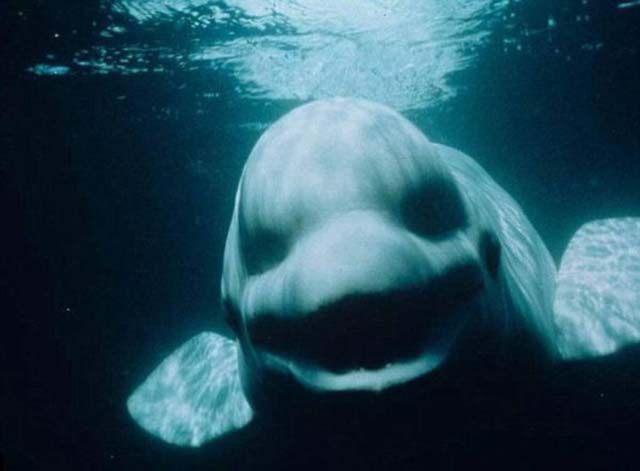 creepy pet whale