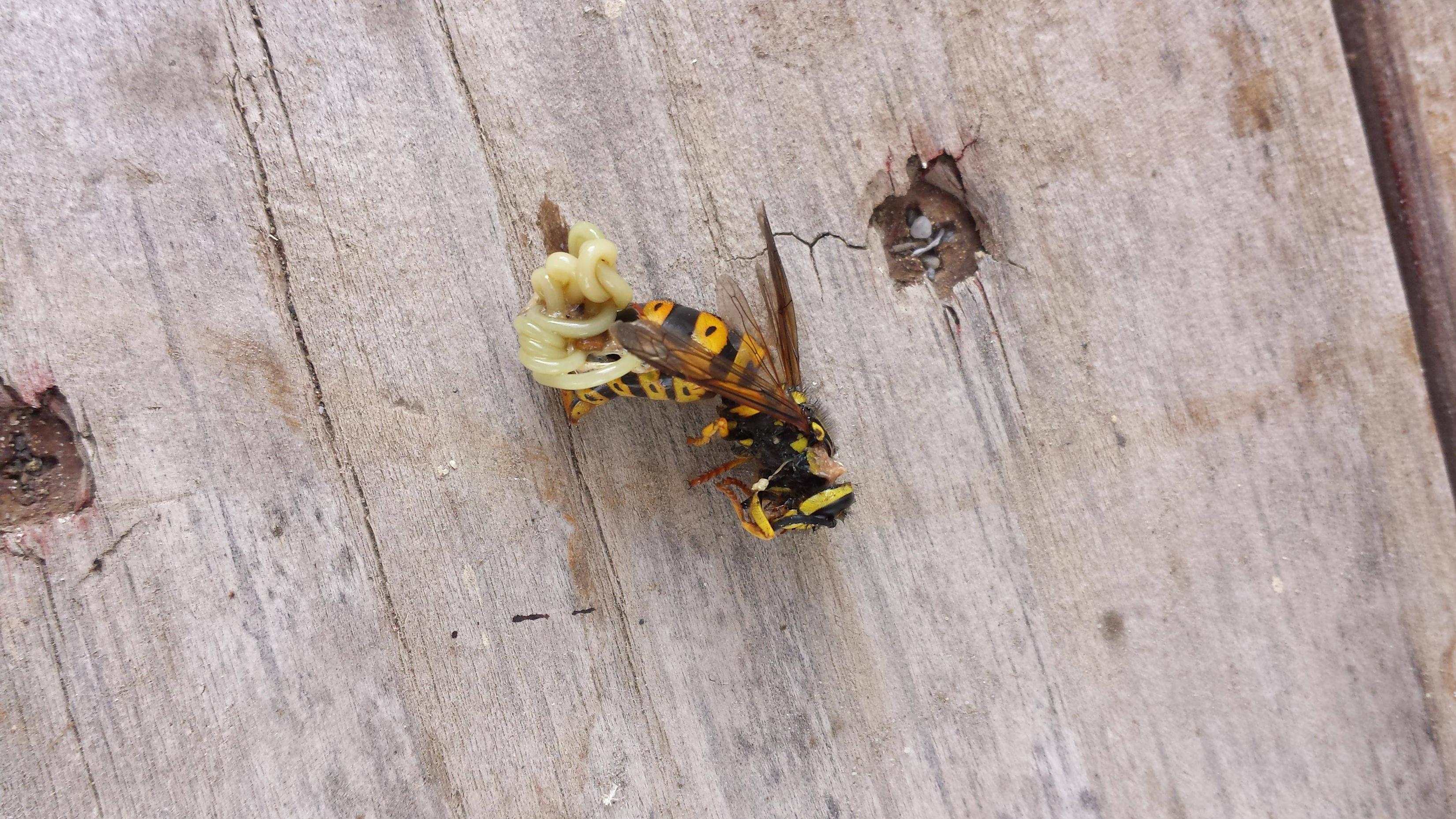 parisite found in a wasp