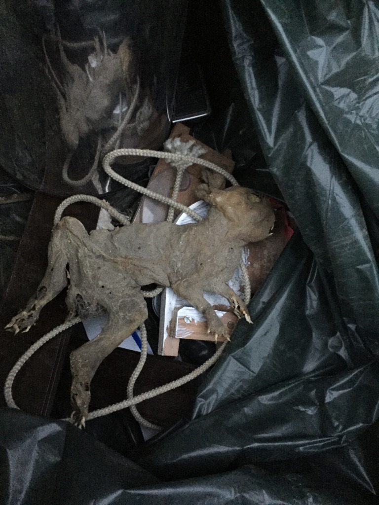 Found this mummified rabbit in between the wall of my bedroom.