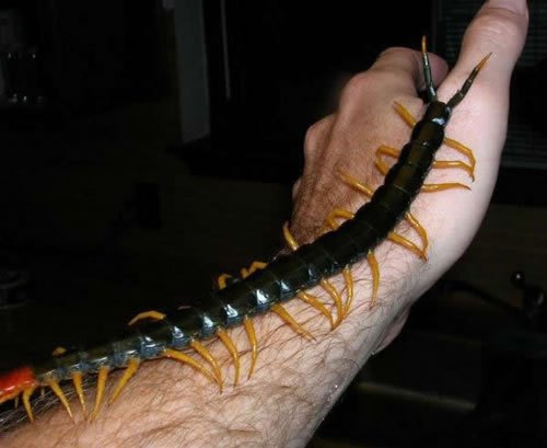 The Giant Redheaded Centipede from the American Southwest (sometimes called the Texas Giant), will hunt frogs, toads, lizards, rodents and snakes.