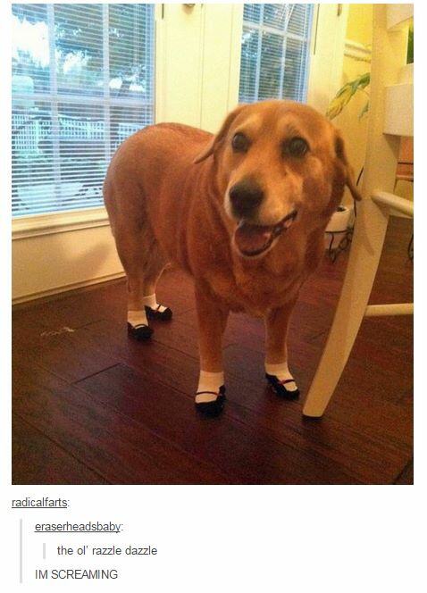 20 Text Posts That Prove People Love Dogs More Than Anything