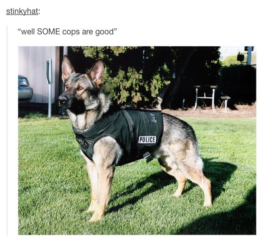20 Text Posts That Prove People Love Dogs More Than Anything