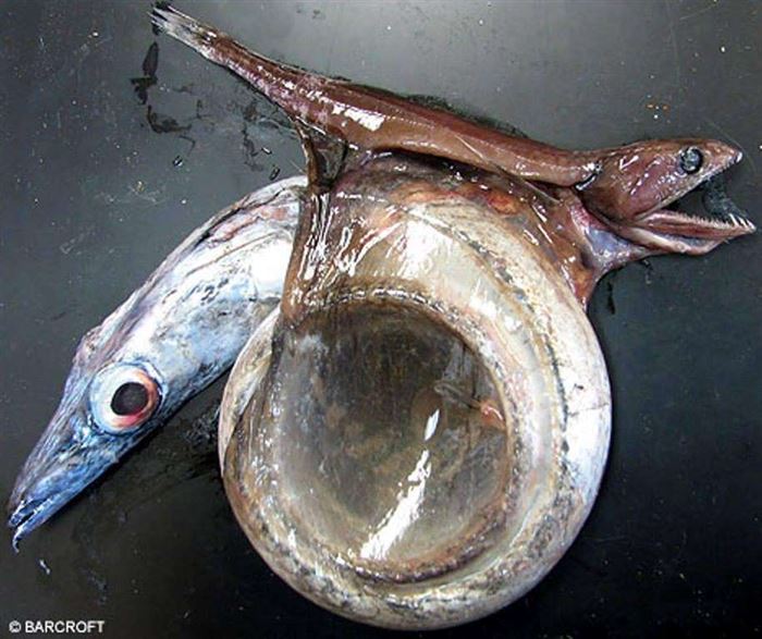 This fish, named the Black Swallower, eats prey 10x its size