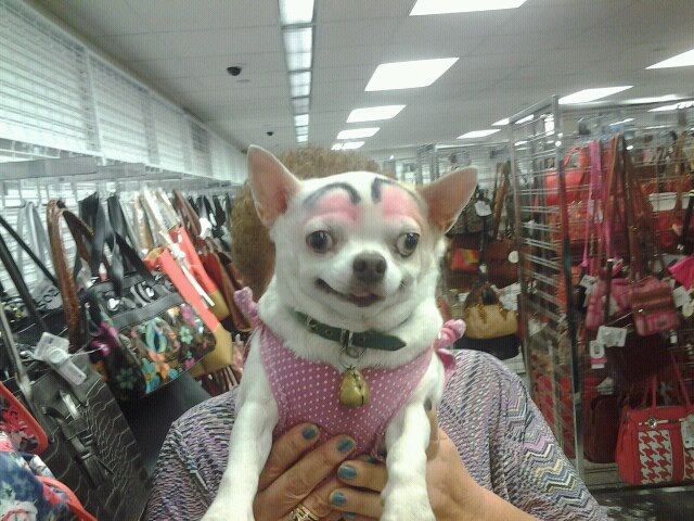 pink dog with eyebrows