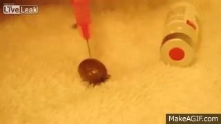Injecting a tick with hydrogen peroxide.