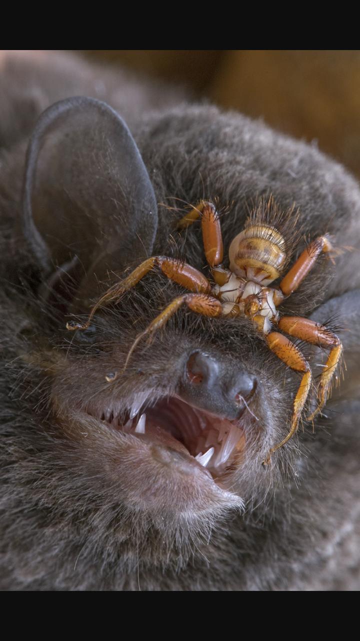 This horrifying parasite is a wingless fly that attaches itself to a bat's head and sucks its blood.