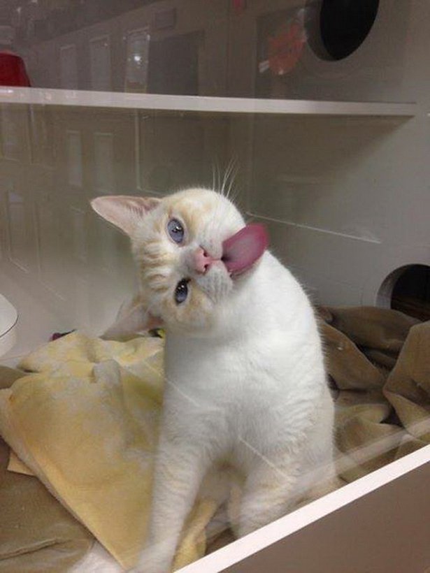 cat licking window