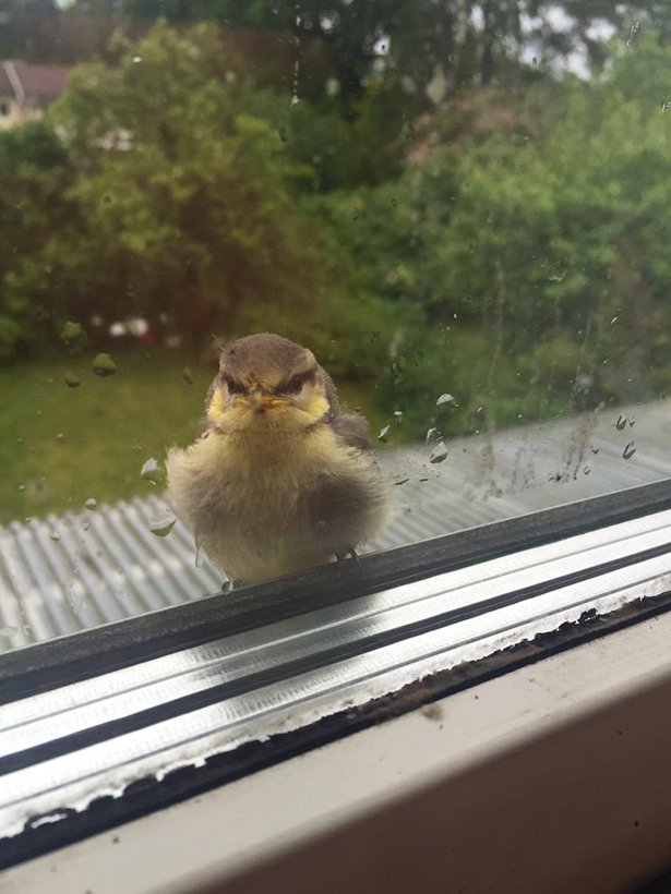 bird landed by my window