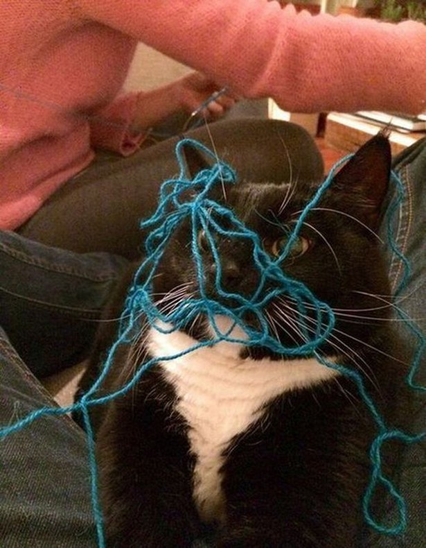 funny cats knitting