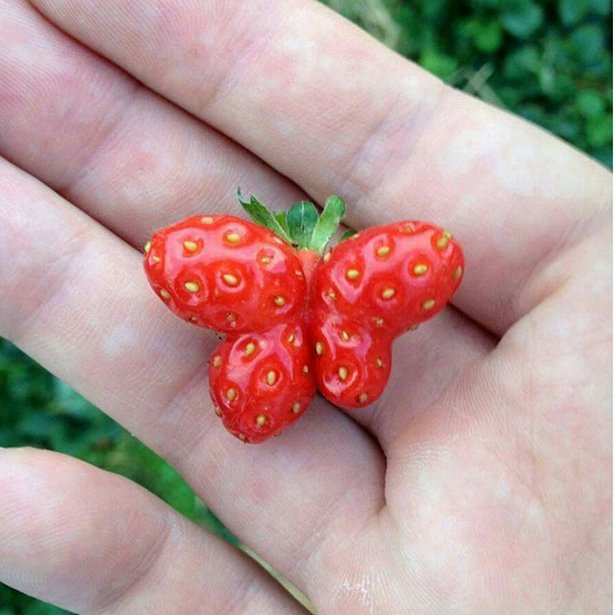 shaped fruits