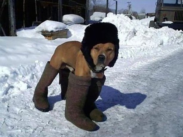 doggie snow shoes