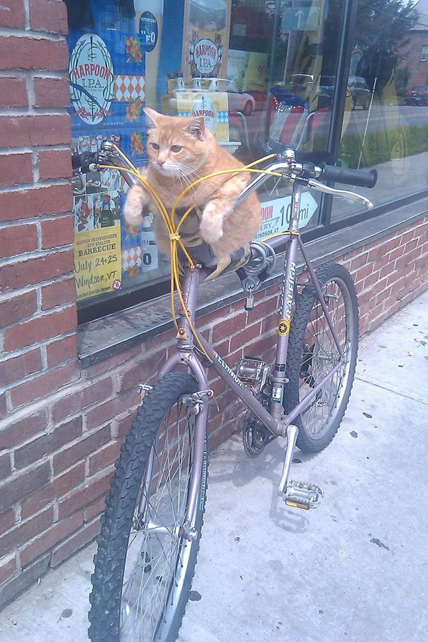 cat on a bicycle - Arpoon Glass Barbecue July 2425 Windsor, Vt Der Ver