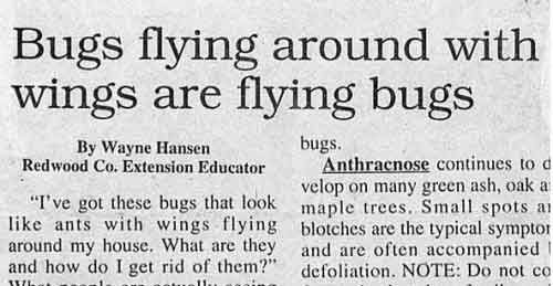 stupid newspaper headlines - Bugs flying around with wings are flying bugs By Wayne Hansen Redwood Co. Extension Educator "I've got these bugs that look ants with wings flying around my house. What are they and how do I get rid of them?" bugs. Anthracnose
