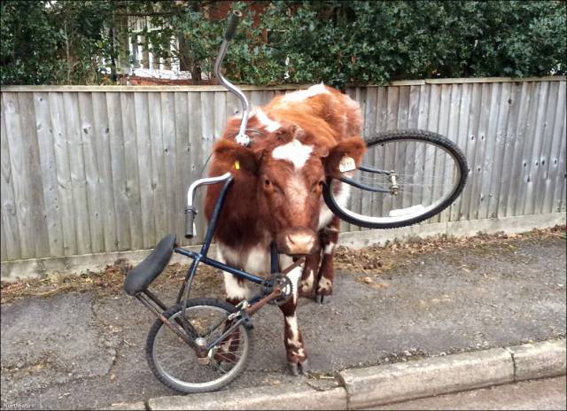 cow on a bike