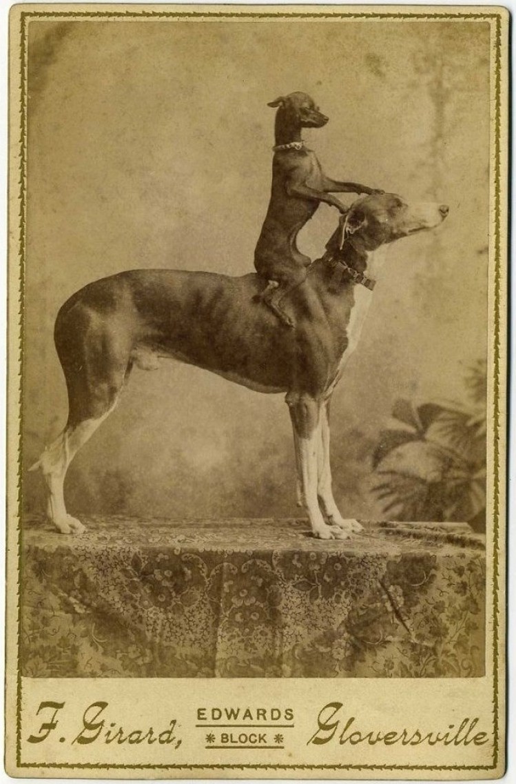 historical greyhound art - dende F.Girard, Edwards Gloversville Edwards Block