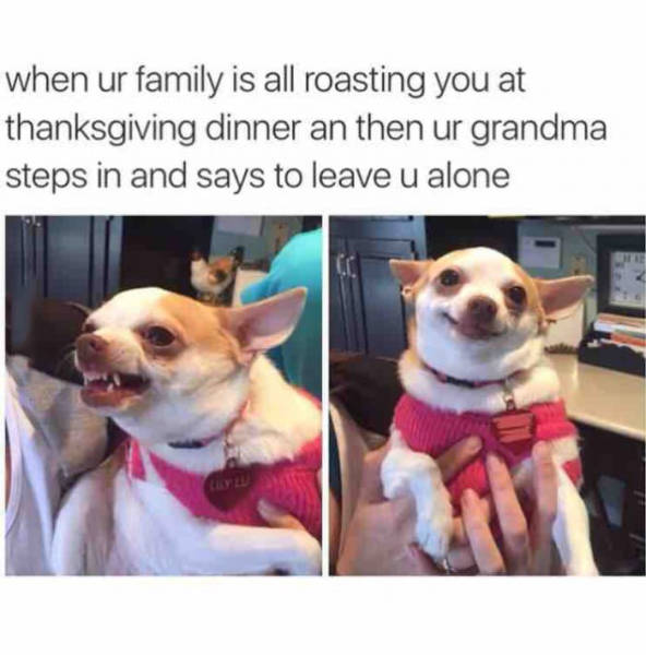 chihuahua meme - when ur family is all roasting you at thanksgiving dinner an then ur grandma steps in and says to leave u alone