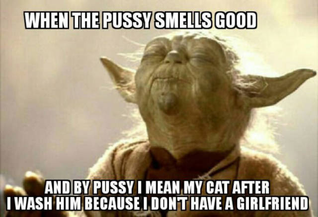 yoda praying - When The Pussy Smells Good And By Pussy I Mean My Cat After I Wash Him Because I Dont Have A Girlfriend