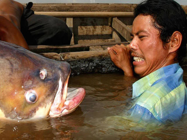 mekong river giant fish