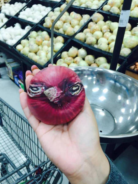 angry bird onion