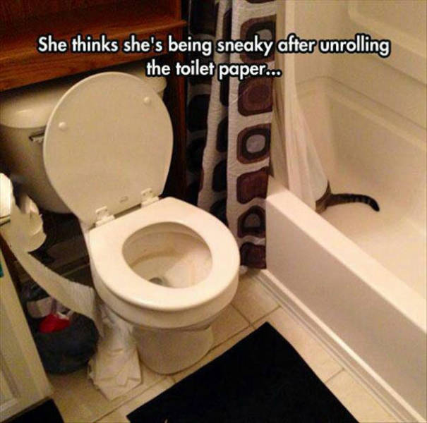 toilet paper in the bathtub memes - She thinks she's being sneaky after unrolling the toilet paper... Dotas